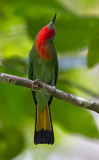 Red Bearded Bee-eater