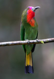 Red Bearded Bee-eater