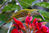 Gray Breasted Spiderhunter