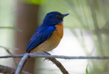 Mangrove Blue Flycatcher