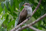 Yellow Billed Cuckoo