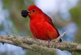 Summer Tanager