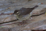 Louisiana Waterthrush