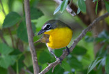 Yellow Breasted Chat