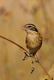 Rose-breasted Grosbeak