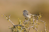 Black-tailed Gnatcatcher