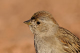 Golden-crowned Sparrow