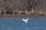 Bald Eagle & Ring-billed Gull