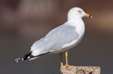 Ring-billed Gull