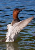 Canvasback