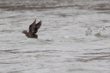 Harlequin Duck