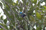 Blue-necked Tanager