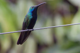 Black-throated Mango