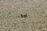 Spot-flanked Gallinule