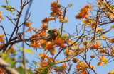 Scarlet-fronted Parakeet