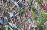 Dull-colored Grassquit