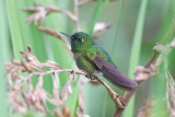 Tyrian Metaltail