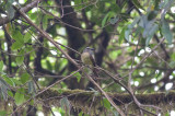Golden-crowned Flycatcher