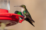 Violet-crowned Woodnymph (Colombian)