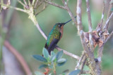 White-tailed Starftontlet
