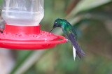 White-tailed Starftontlet