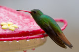 Rufous-tailed Hummingbird (Rufous-tailed)