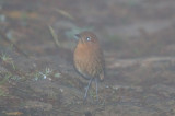 Rufous Antpitta (Santa Marta)