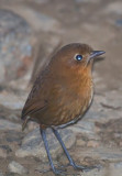 Rufous Antpitta (Santa Marta)