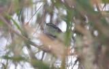 Gray-breasted Wood-Wren