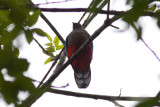 White-tipped Quetzal