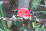 White-tailed Starfrontlet & Green Violetear