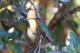 Rufous-breasted Hermit