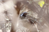 White-fringed Antwren (Northern)