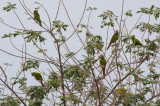 Blue-crowned Parakeet (Blue-crowned)