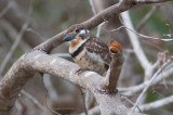 Russet-throated Puffbird (Russet-throated)