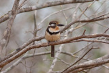 Russet-throated Puffbird (Russet-throated)