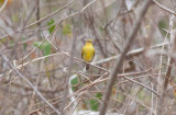Yellow-breasted Flycatcher (Ochre-lored)
