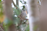Toyoco Sparrow