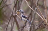 White-fringed Antwren (Northern)