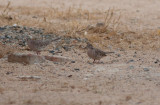 Scaled Doves