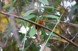 Rufous-tailed Jacamar (Rufous-tailed)