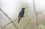 Saphire-throated Hummingbird