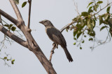 Grayish Saltator (Grayish)