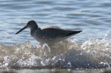 Willet012_6120b.jpg