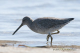 ShortbilledDowitcher012_6218b.jpg