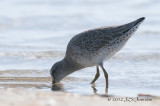 ShortbilledDowitcher012_6227b.jpg