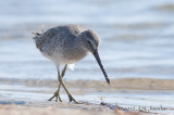 ShortbilledDowitcher012_6252b.jpg