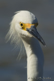 SnowyEgret6807b.jpg