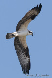 Osprey012_6508b.jpg