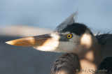 GreatBlueHeron012_6754b.jpg